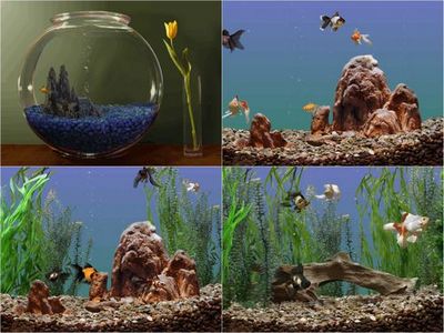 Скачать 3d-скринсэйвер - выполнен в виде аквариума с красивыми рыбками. бесплатно